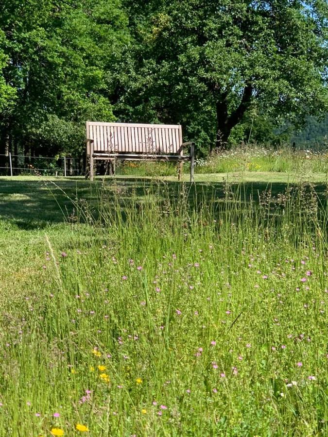 Urlaub Mit Hund Auf Dem Bauernhof Hofswald Lejlighed Euscheid Eksteriør billede