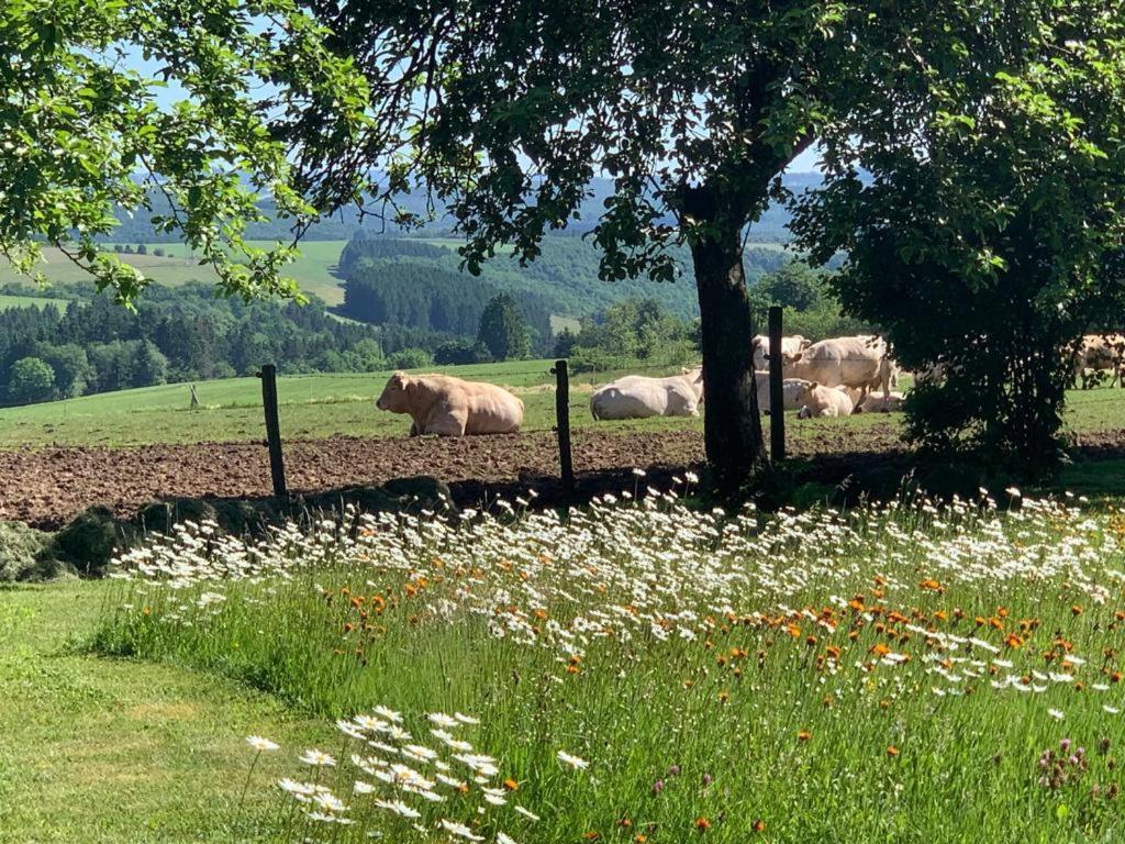 Urlaub Mit Hund Auf Dem Bauernhof Hofswald Lejlighed Euscheid Eksteriør billede