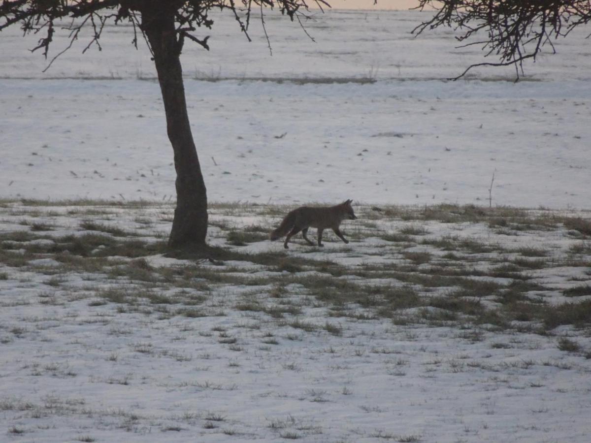 Urlaub Mit Hund Auf Dem Bauernhof Hofswald Lejlighed Euscheid Eksteriør billede