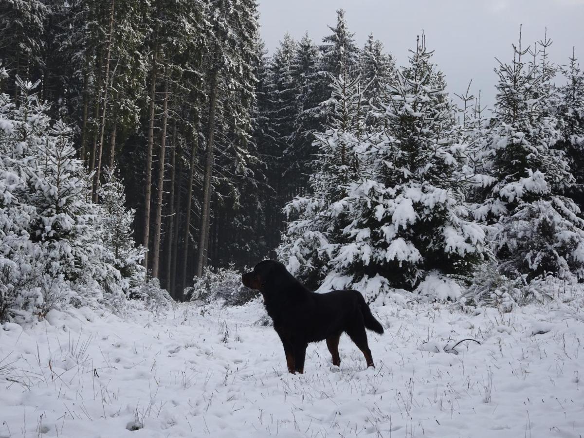 Urlaub Mit Hund Auf Dem Bauernhof Hofswald Lejlighed Euscheid Eksteriør billede