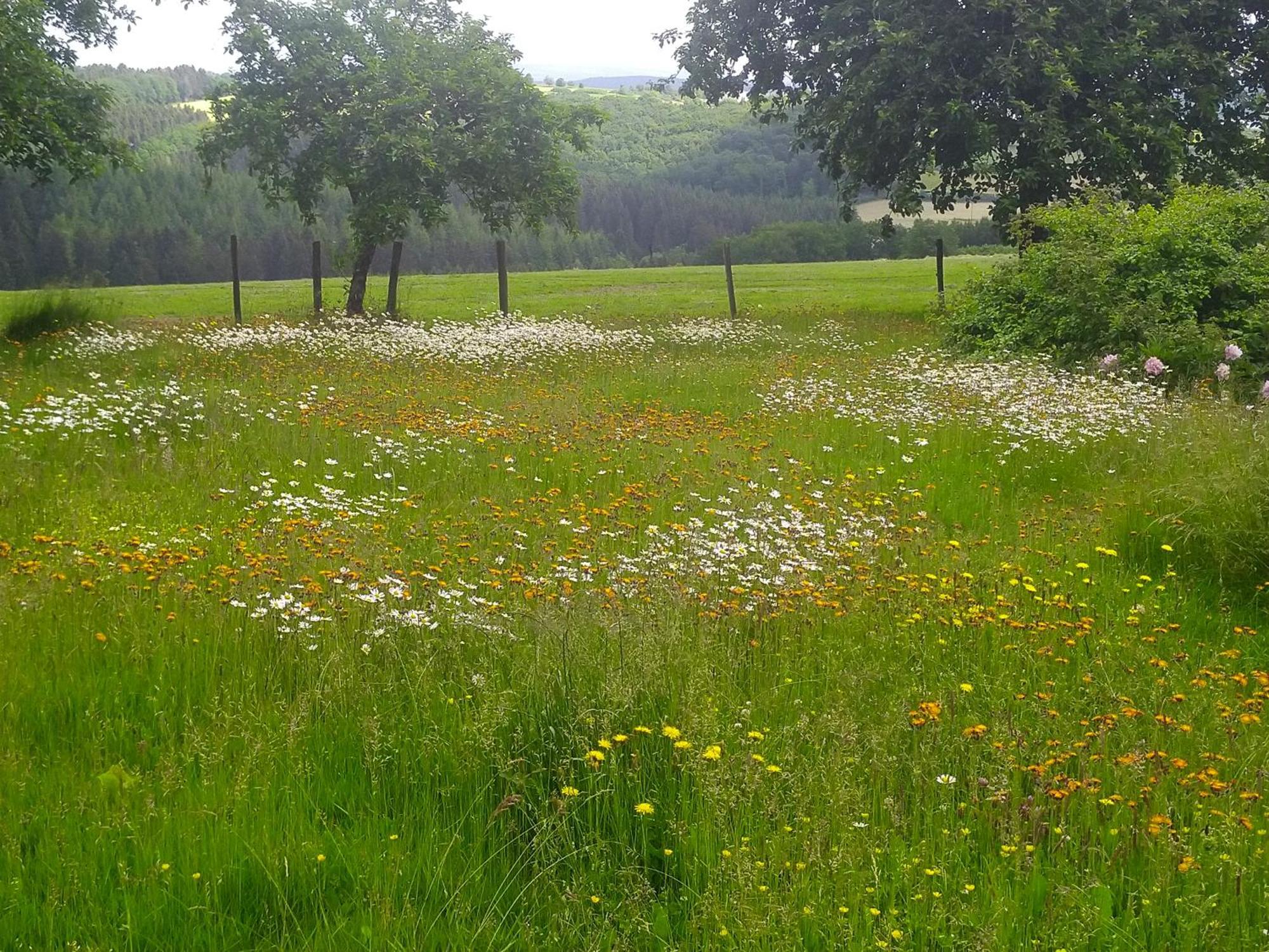 Urlaub Mit Hund Auf Dem Bauernhof Hofswald Lejlighed Euscheid Eksteriør billede