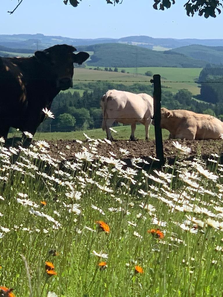 Urlaub Mit Hund Auf Dem Bauernhof Hofswald Lejlighed Euscheid Eksteriør billede