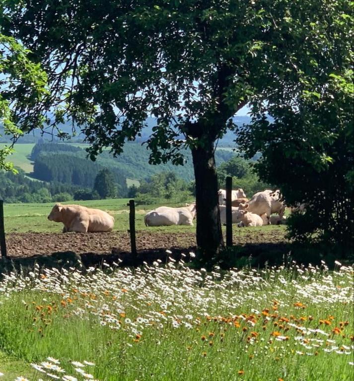 Urlaub Mit Hund Auf Dem Bauernhof Hofswald Lejlighed Euscheid Eksteriør billede