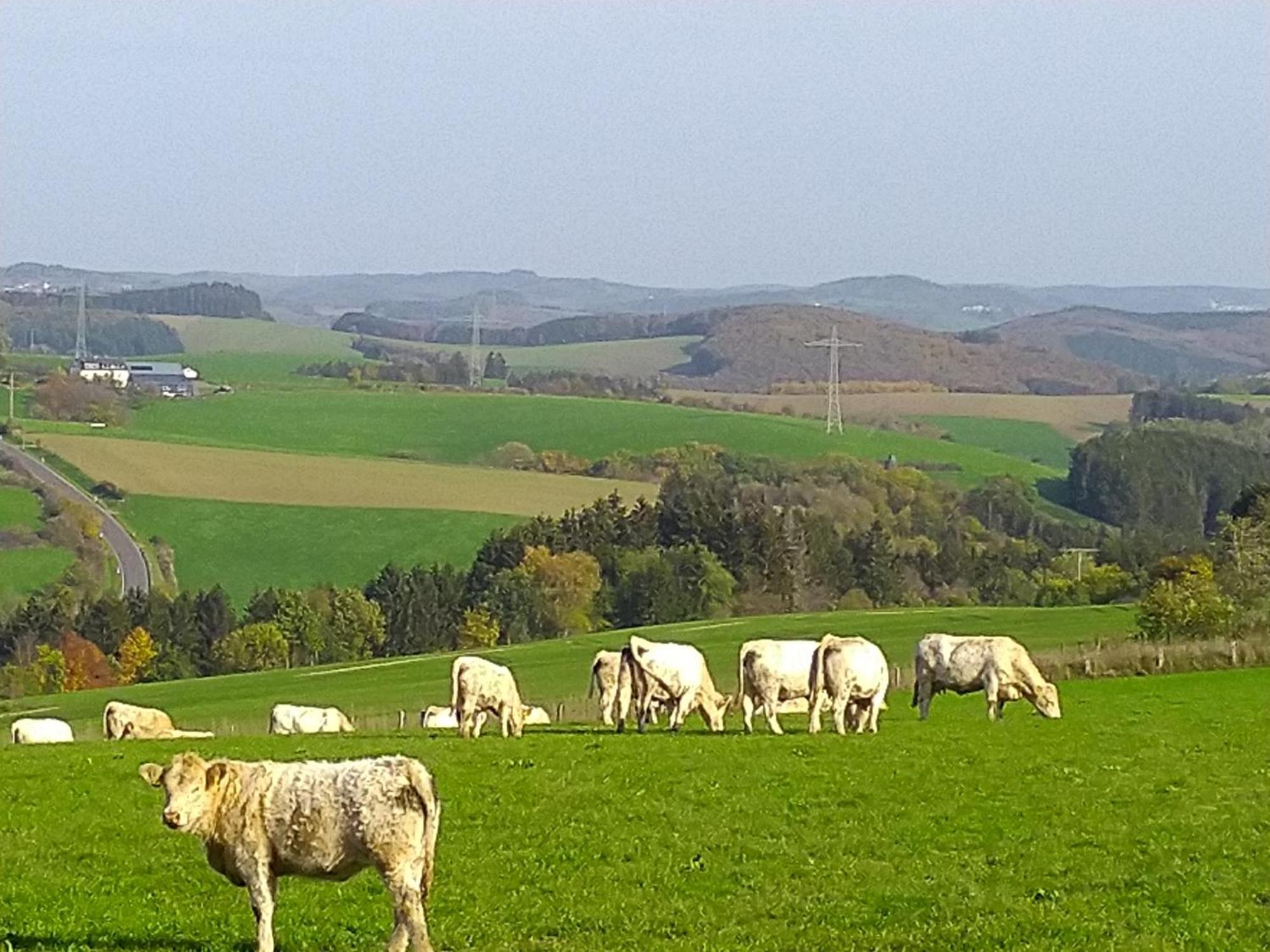 Urlaub Mit Hund Auf Dem Bauernhof Hofswald Lejlighed Euscheid Eksteriør billede
